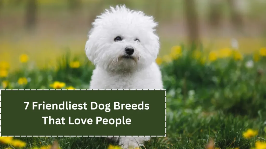 7 Friendliest Dog Breeds That Love People