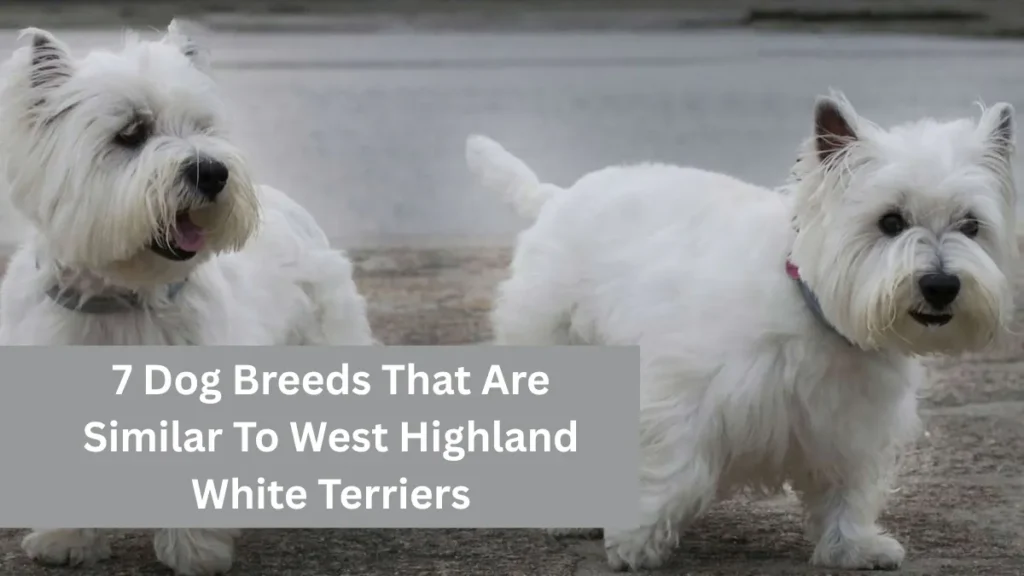 7 Dog Breeds That Are Similar To West Highland White Terriers