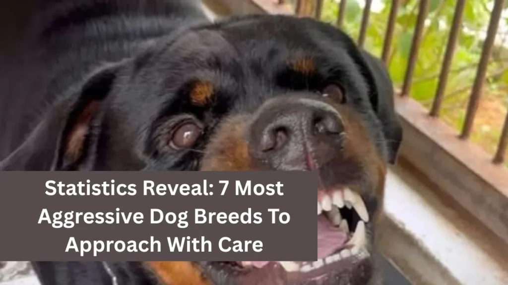 Statistics Reveal: 7 Most Aggressive Dog Breeds To Approach With Care