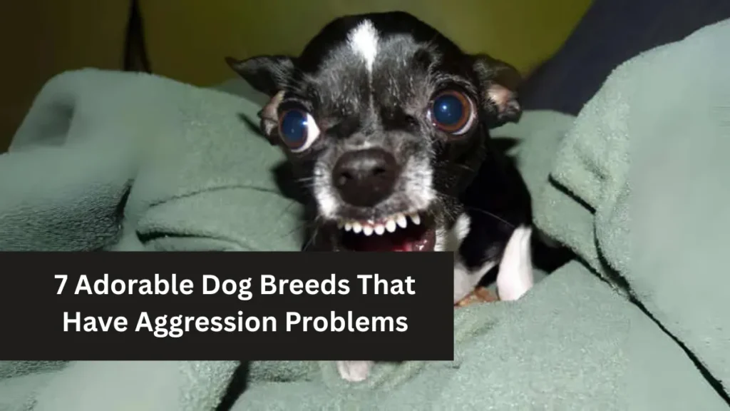7 Adorable Dog Breeds That Have Aggression Problems