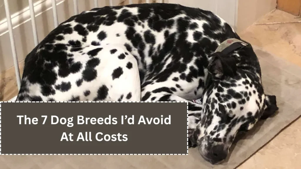 The 7 Dog Breeds I’d Avoid At All Costs