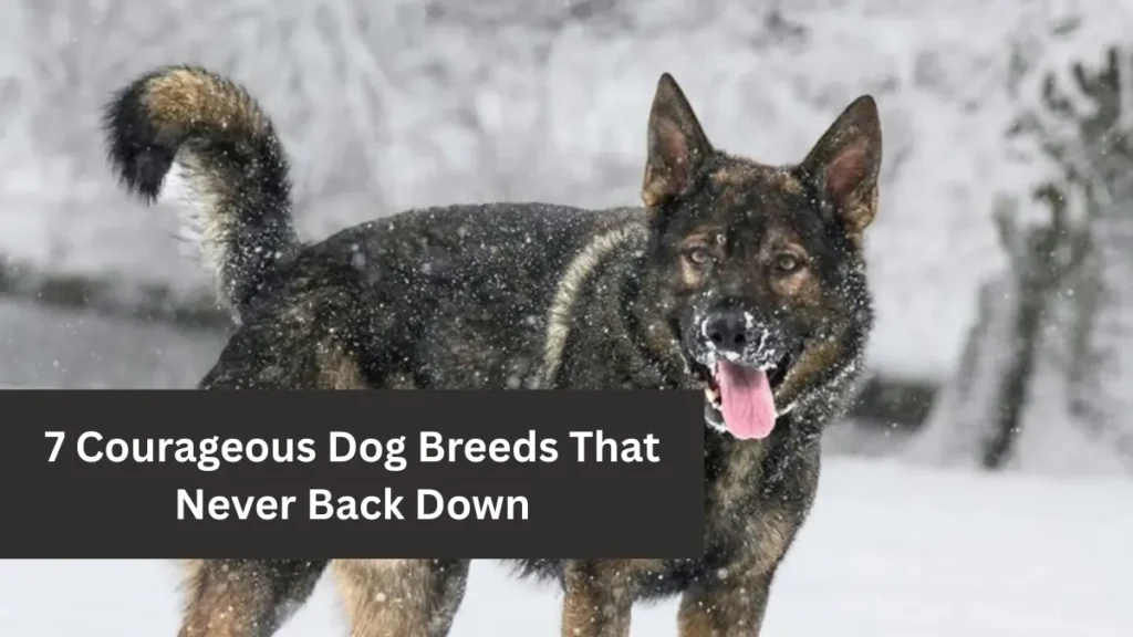 7 Courageous Dog Breeds That Never Back Down