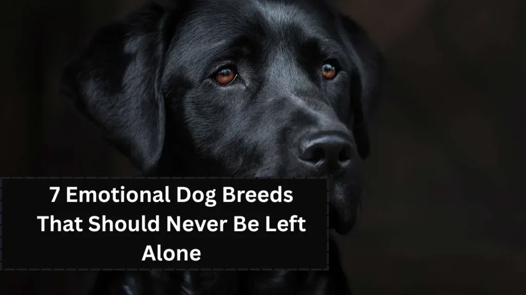 7 Emotional Dog Breeds That Should Never Be Left Alone