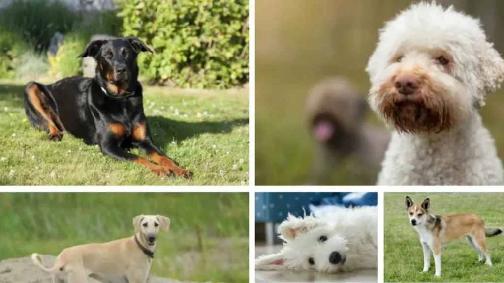 6 Rare Dog Breeds You’ve Never Seen Before!