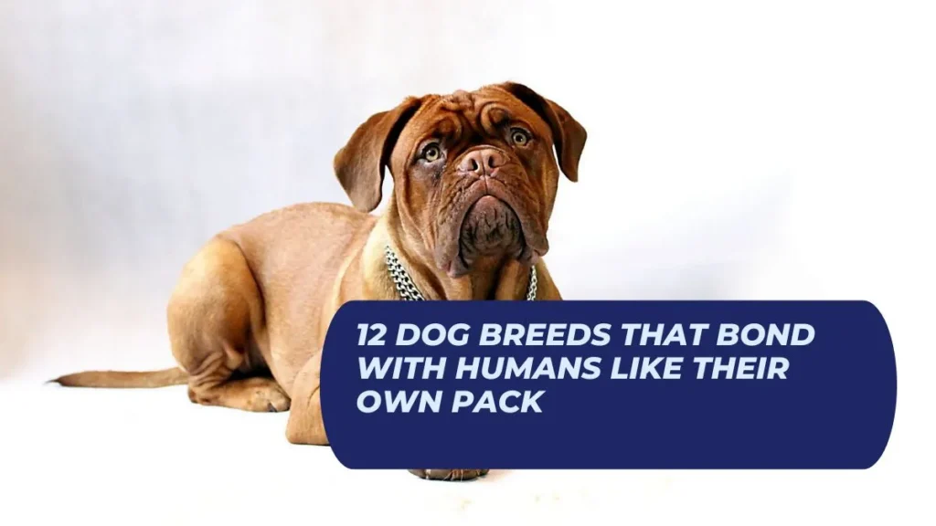 12 Dog Breeds That Bond With Humans Like Their Own Pack
