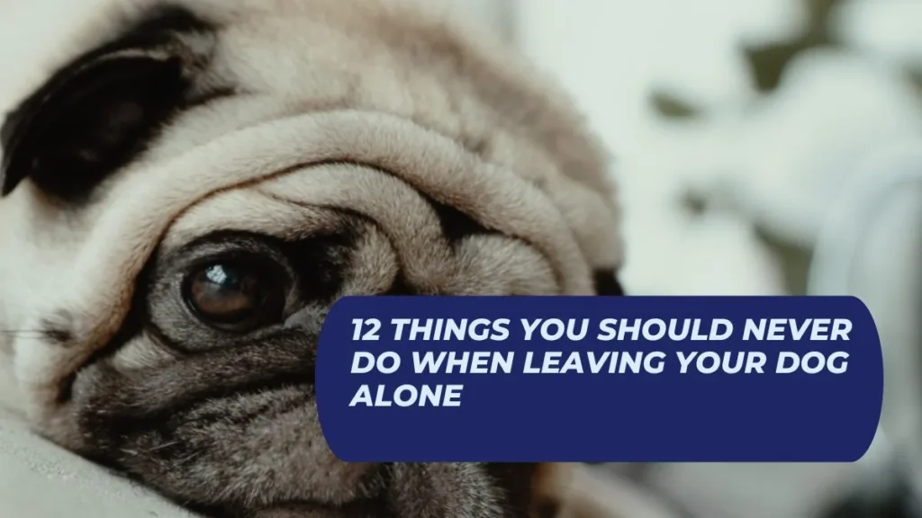 12 Things You Should Never Do When Leaving Your Dog Alone