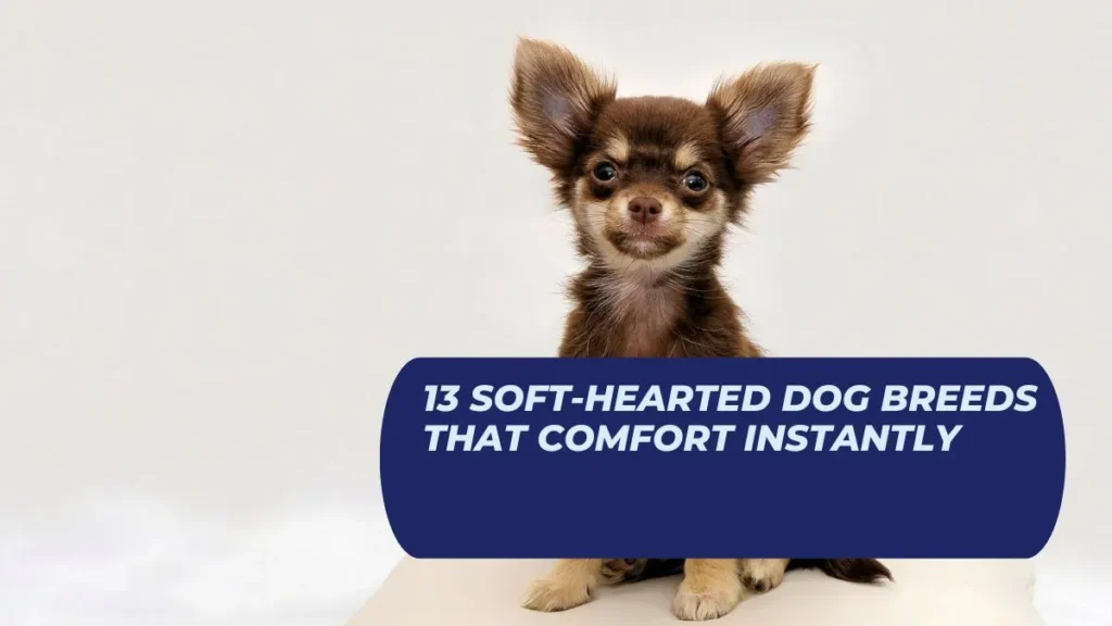 13 Soft-Hearted Dog Breeds That Comfort Instantly