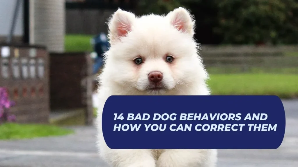 14 Bad Dog Behaviors And How You Can Correct Them