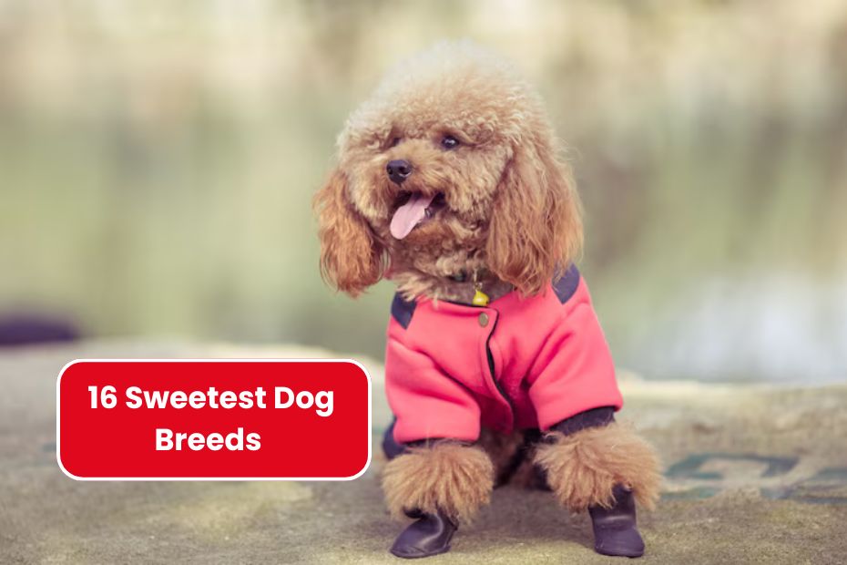 16 Sweetest Dog Breeds That Are Pure Love And Friendly To Everyone