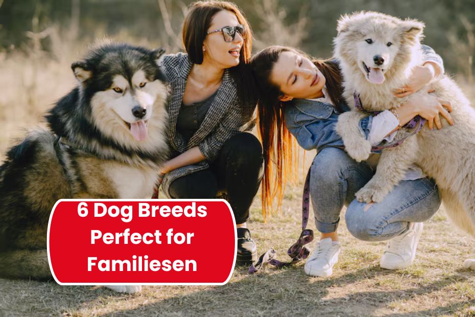 6 Dog Breeds Perfect for Families with Small Children