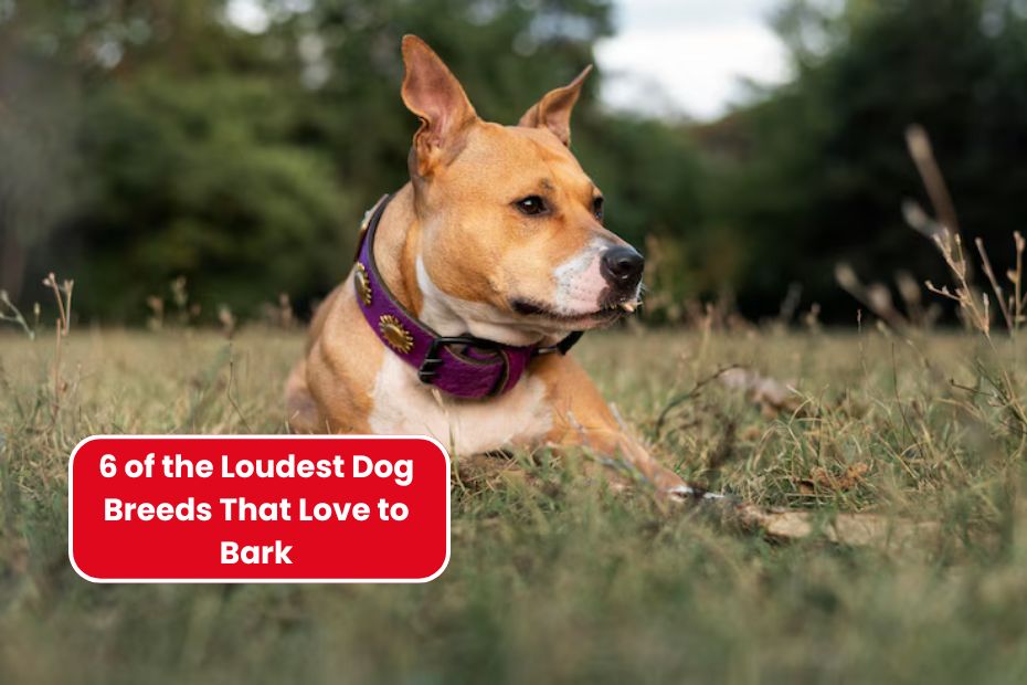 6 of the Loudest Dog Breeds That Love to Bark
