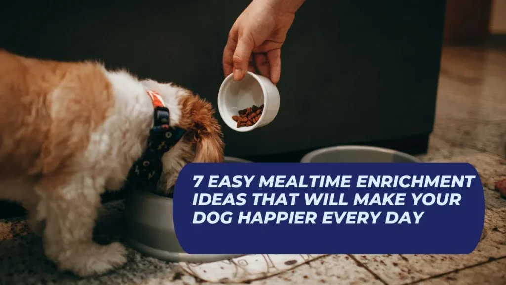 7 Easy Mealtime Enrichment Ideas That Will Make Your Dog Happier Every Day