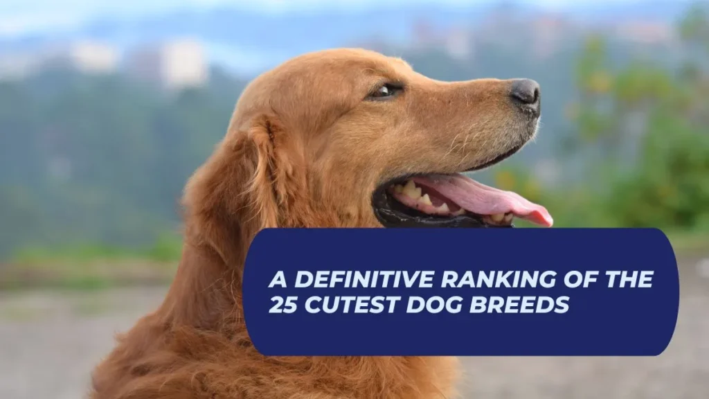 A Definitive Ranking of the 25 Cutest Dog Breeds