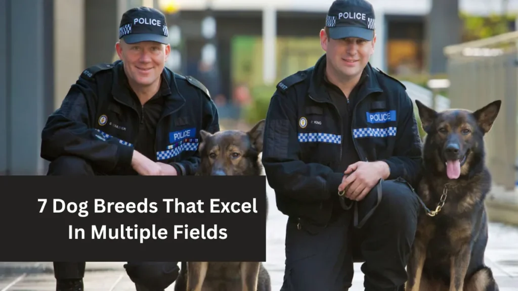 7 Dog Breeds That Excel In Multiple Fields