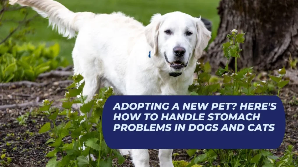 Adopting a New Pet? Here's How to Handle Stomach Problems in Dogs and Cats