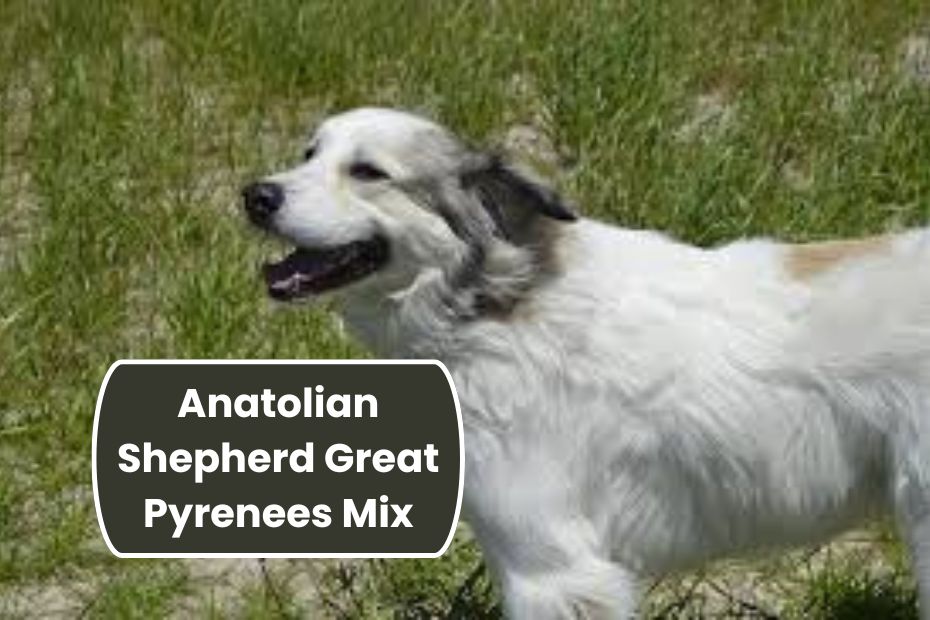 Anatolian Shepherd Great Pyrenees Mix
