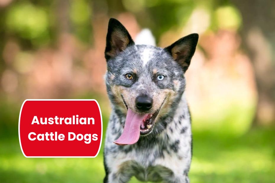 Australian Cattle Dogs
