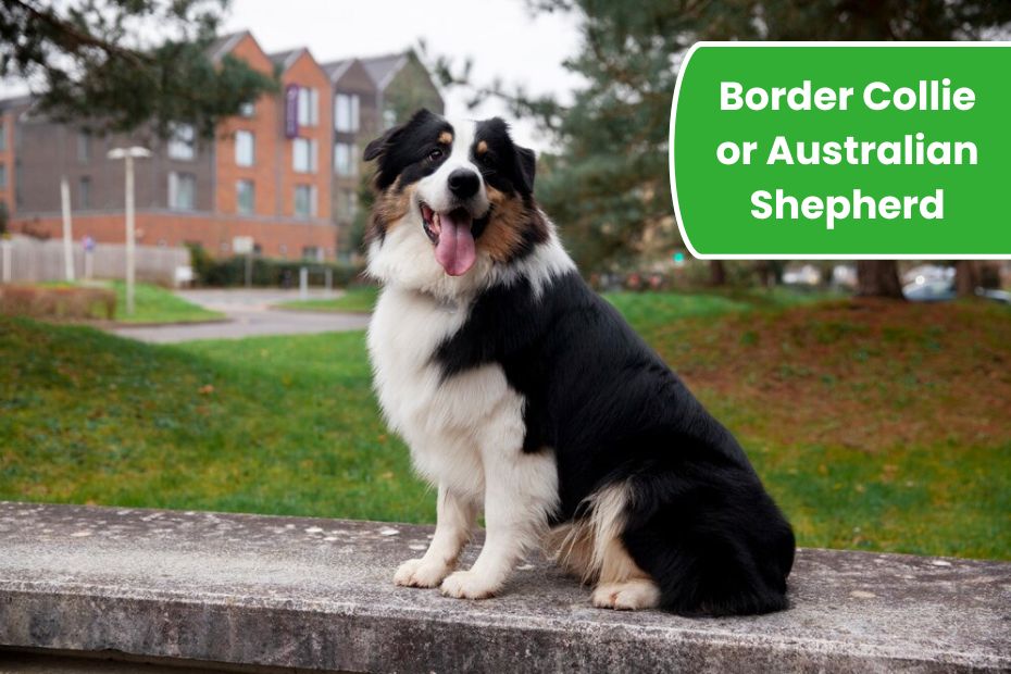 Border Collie or Australian Shepherd