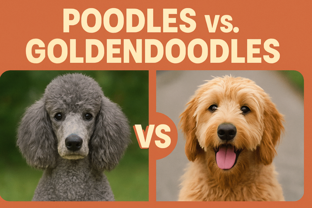 Poodles vs. Goldendoodles: A Comprehensive Breed Comparison