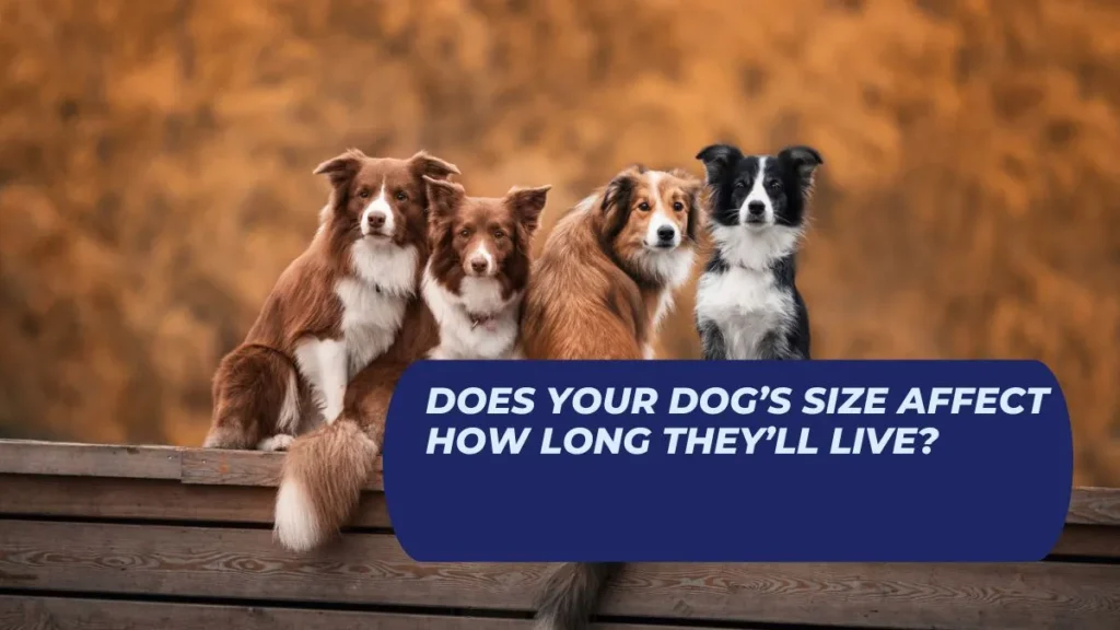 Does Your Dog’s Size Affect How Long They’ll Live?
