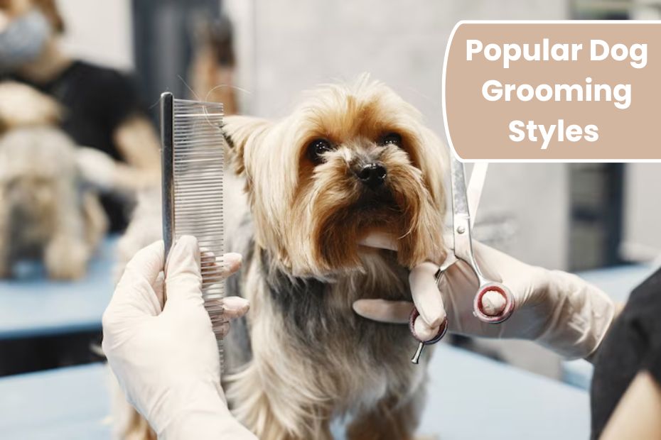 Popular Dog Grooming Styles Trending Across the United States