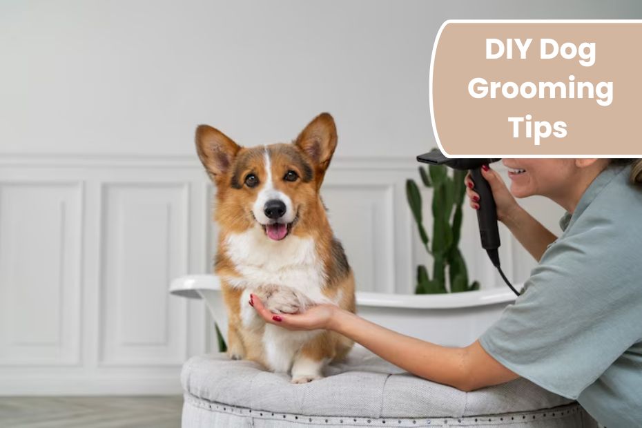 DIY Dog Grooming Tips for a Professional Look