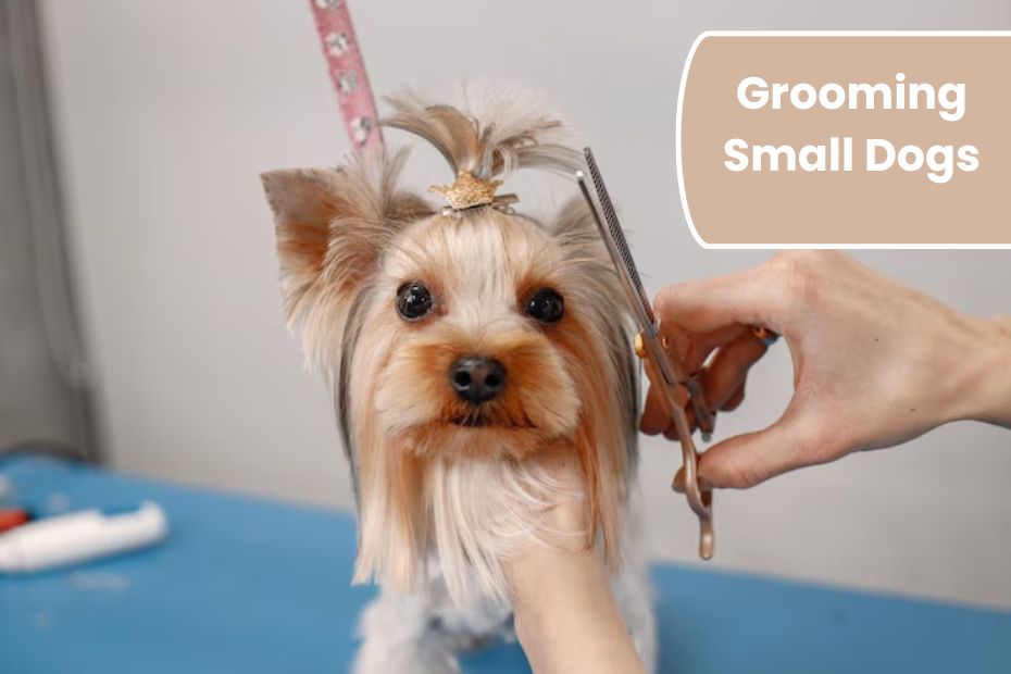 Grooming Small Dogs: Tools, Tips, and Common Challenges