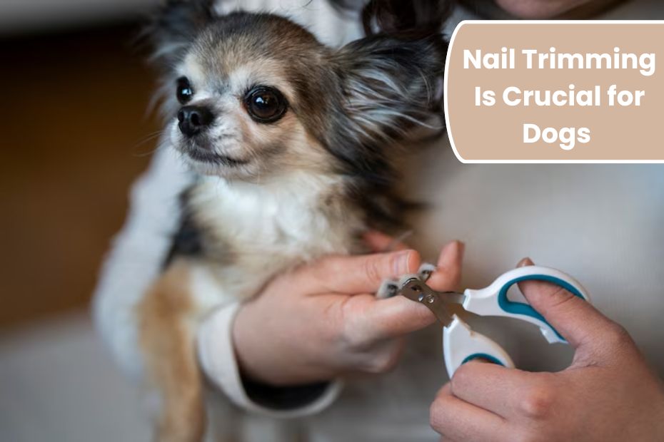 Why Nail Trimming Is Crucial for Dogs Everywhere