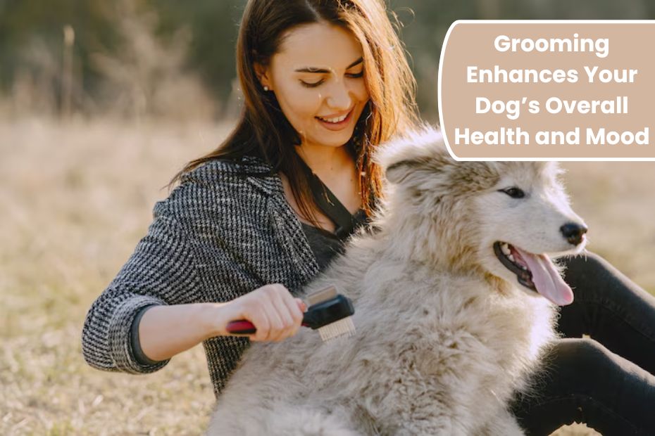 How Grooming Enhances Your Dog’s Overall Health and Mood