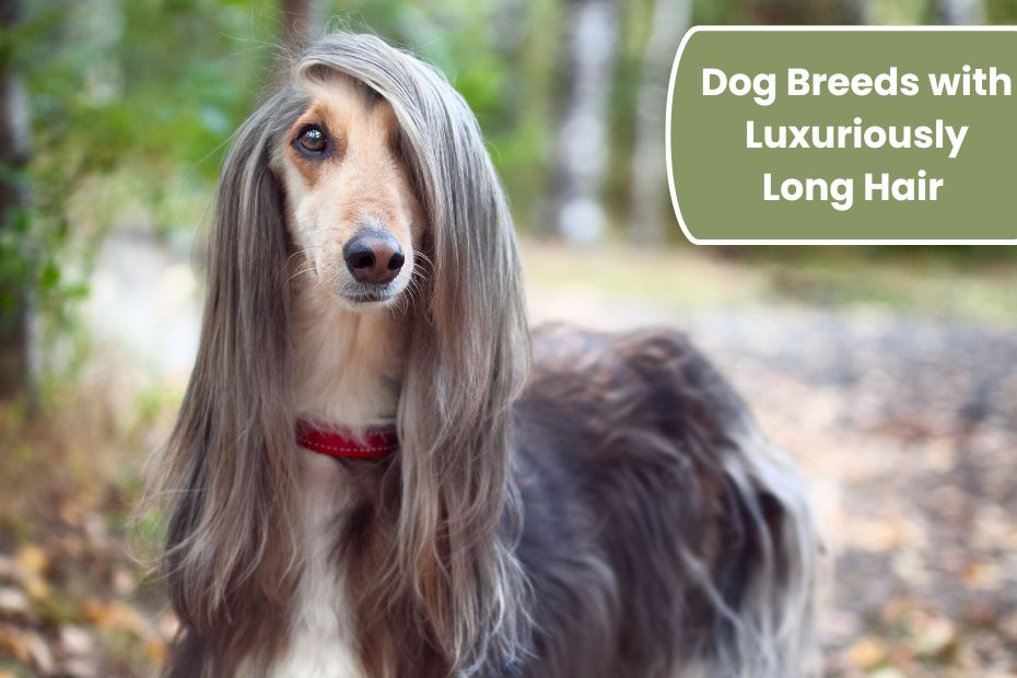 Dog Breeds with Luxuriously Long Hair