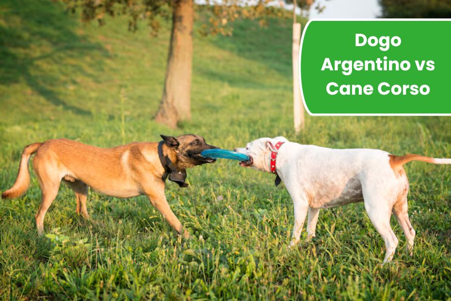 Dogo Argentino vs Cane Corso