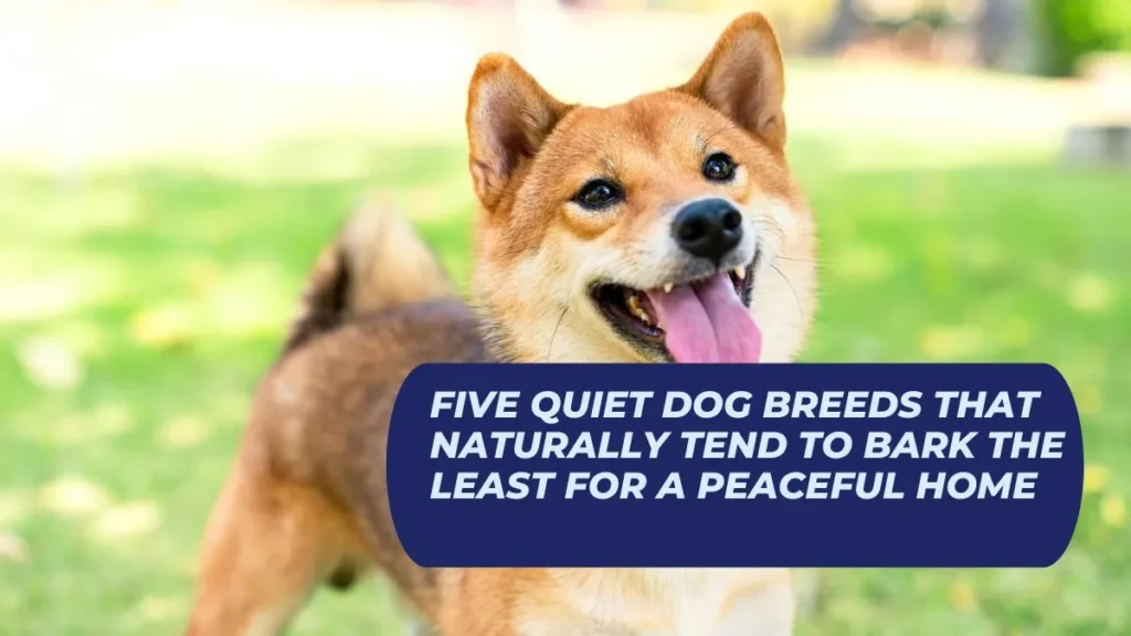 Five Quiet Dog Breeds That Naturally Tend to Bark the Least for a Peaceful Home