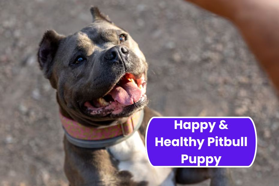 Happy & Healthy Pitbull Puppy