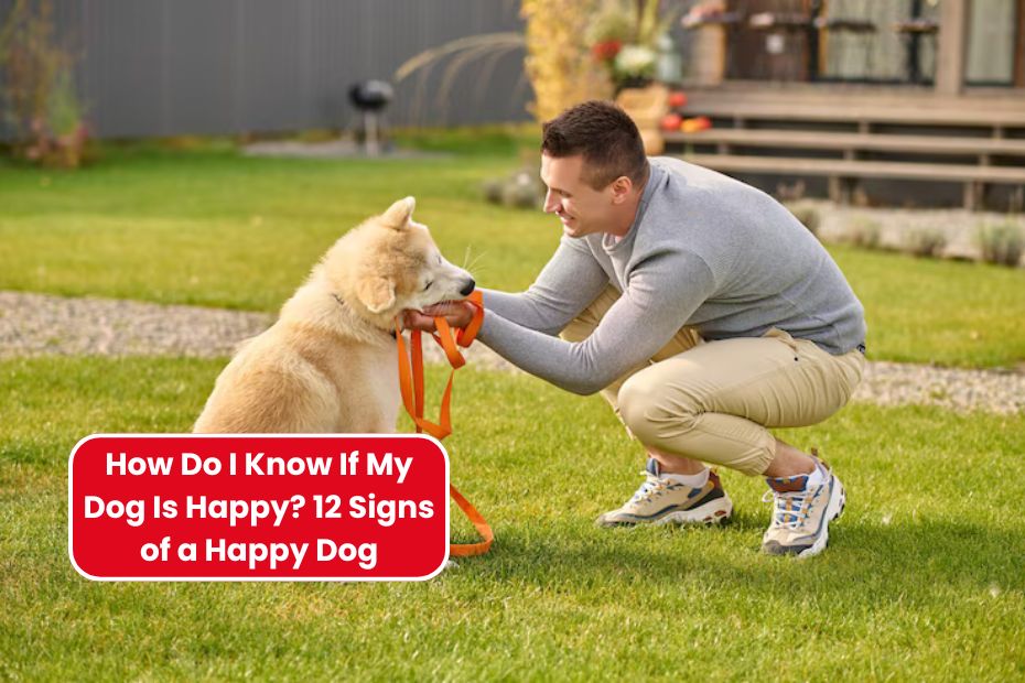 How Do I Know If My Dog Is Happy? 12 Signs of a Happy Dog
