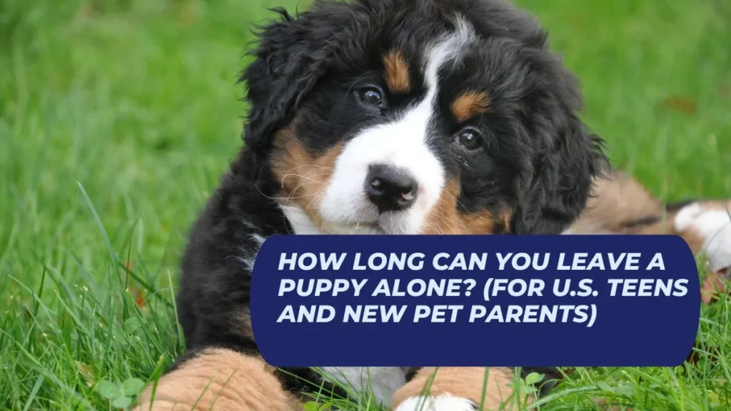 How Long Can You Leave a Puppy Alone? (For U.S. Teens and New Pet Parents)