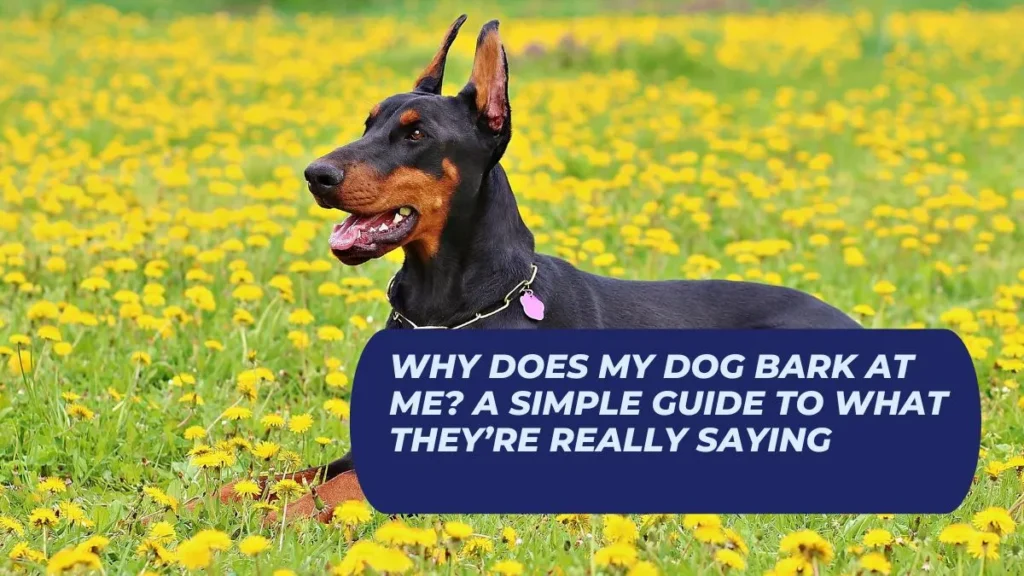 Why Does My Dog Bark at Me? A Simple Guide to What They’re Really Saying