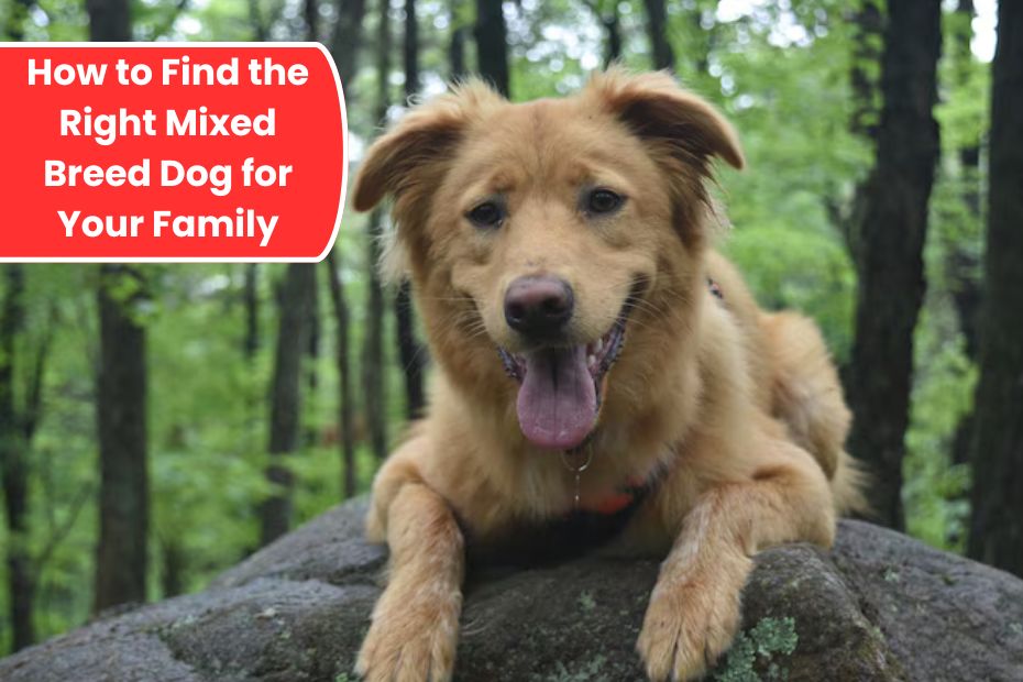 How to Find the Right Mixed Breed Dog for Your Family