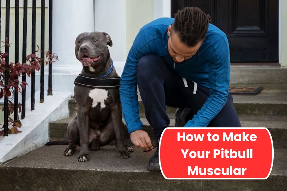 How to Make Your Pitbull Muscular