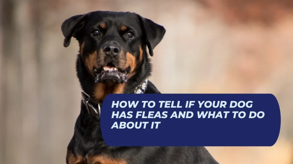 How to Tell If Your Dog Has Fleas and What to Do About It
