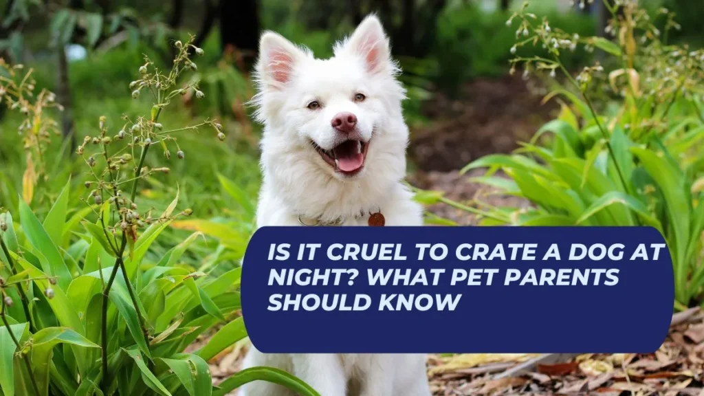 Is It Cruel to Crate a Dog at Night? What Pet Parents Should Know