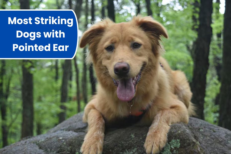 Most Striking Dogs with Pointed Ear
