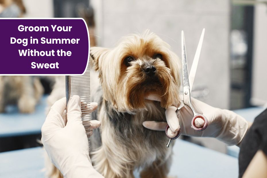 How to Groom Your Dog in Summer Without the Sweat: Pro Tips for Hot Day