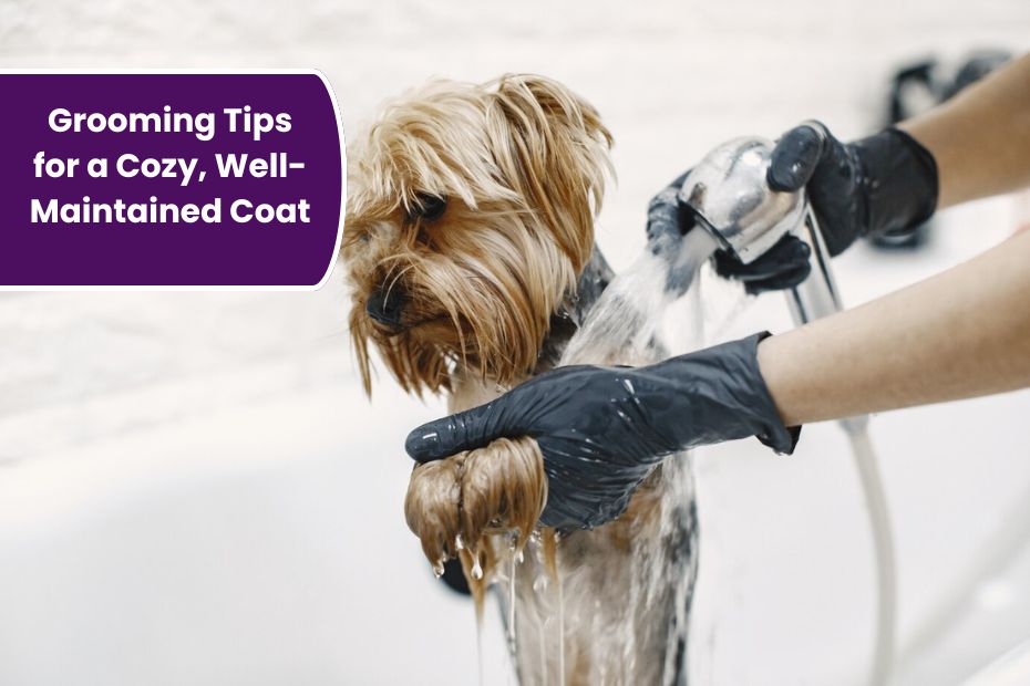 Winter-Proof Your Dog: Grooming Tips for a Cozy, Well-Maintained Coat