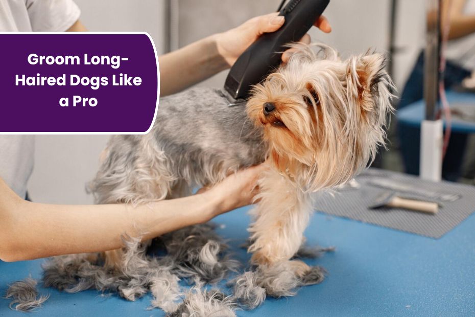 How to Groom Long-Haired Dogs Like a Pro: Essential Tips for Shiny, Healthy Fur