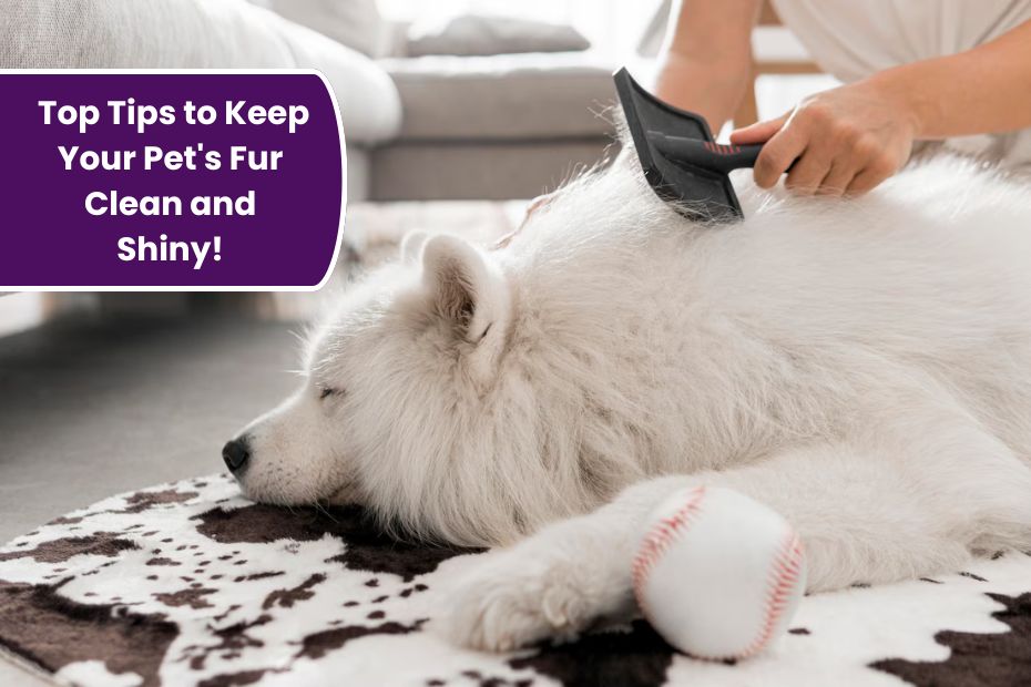 Fluffy, Glossy, and Gorgeous: Top Tips to Keep Your Pet's Fur Clean and Shiny!