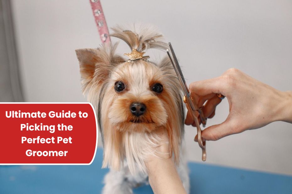 Snip, Style, Repeat: The Ultimate Guide to Picking the Perfect Pet Groomer