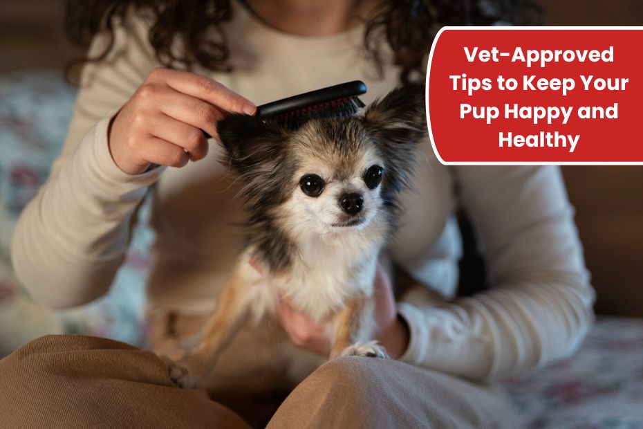 DIY Dog Grooming: 12 Vet-Approved Tips to Keep Your Pup Happy and Healthy