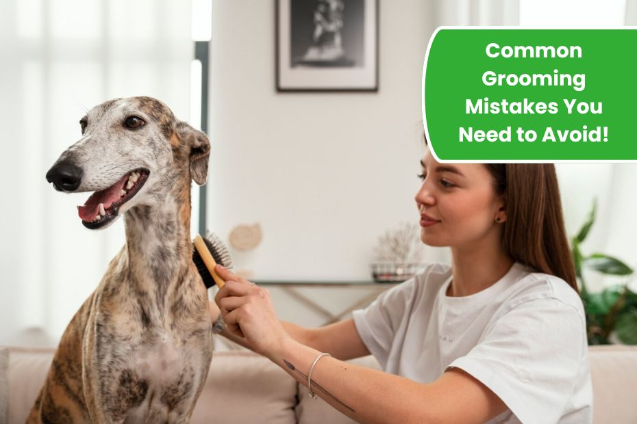 Paw-fact Grooming: 10 Common Grooming Mistakes You Need to Avoid!