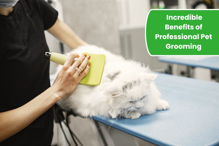 10 Incredible Benefits of Professional Pet Grooming You Need to Know!