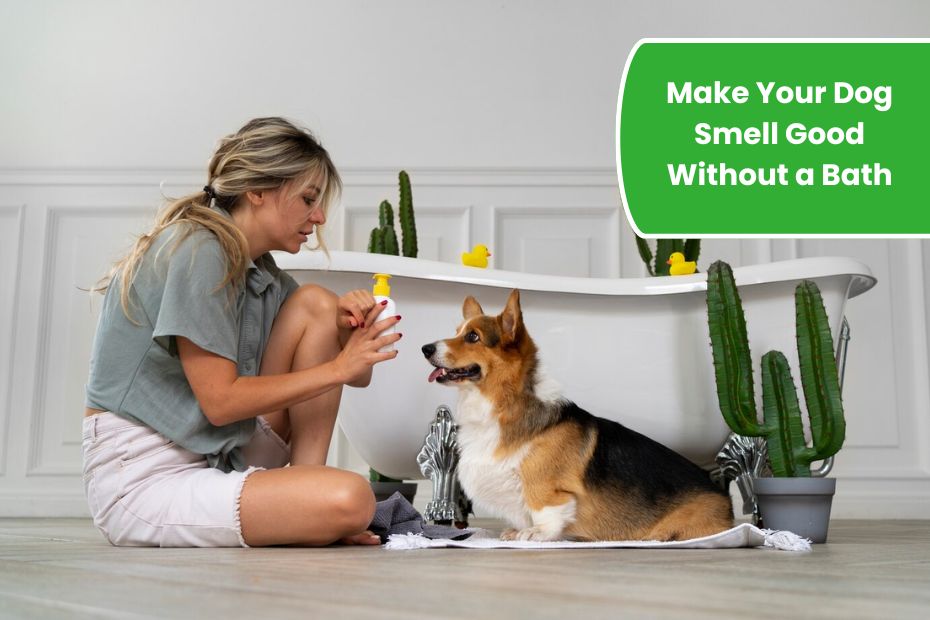 How to Make Your Dog Smell Good Without a Bath: 8 Simple Tips